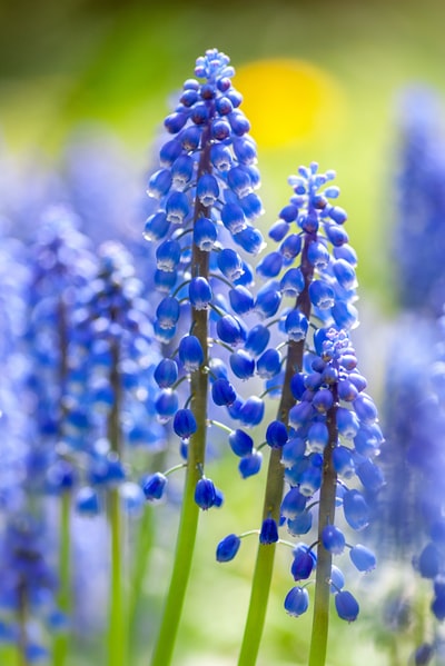 蓝色花朵特写照片